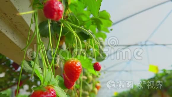 种植园里的草莓视频