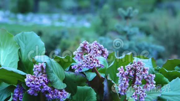伯格尼亚花。 萨西弗拉科。 盛开的紫花