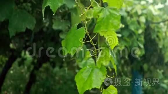 花园在雨天慢动作视频