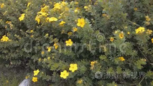 夏天阿尔卑斯山花园里的黄花丛视频