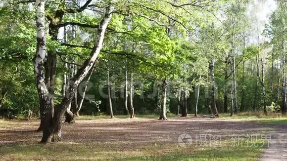 秋晚阳光明媚的城市公园草地景观