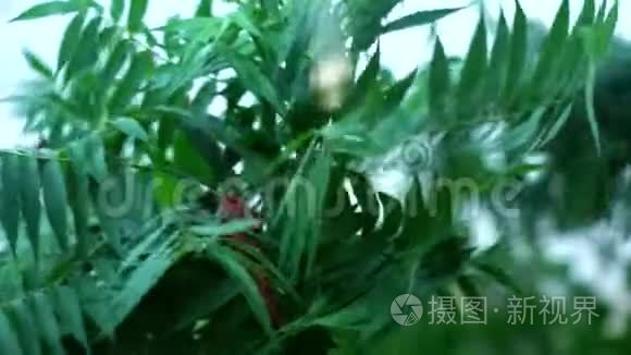 狂风吹动树叶和树木视频