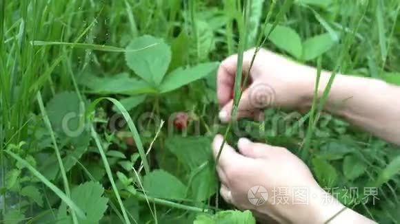 古英国花园里的女人夏天摘草莓视频