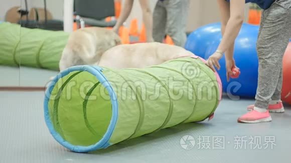 金色拉布拉多犬穿过训练隧道视频