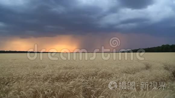 晚霞中的乌云笼罩着一片麦田。 晚上的风景。