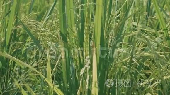 用慢镜头拍摄稻田未熟水稻生长特写
