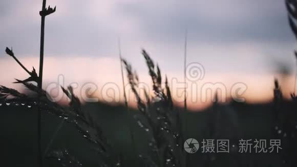 雨后的傍晚田野视频