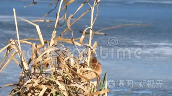 干燥的草地在风中微微晃动视频