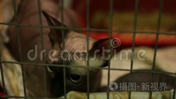 无家可归的悲伤的Sphynx猫，大眼睛躺在铁笼子里，宠物收容所，领养