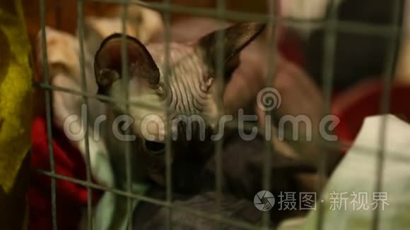 猫妈妈保护她的小猫躺在动物收容所的铁笼子里，Sphynx