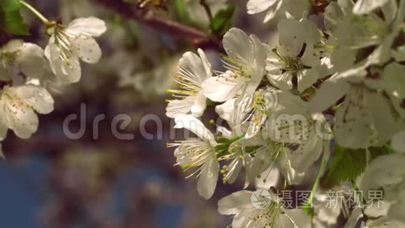 蜜蜂飞来采集樱桃树上的花粉视频