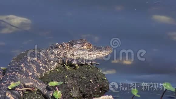 小鳄鱼在沼泽里晒太阳视频