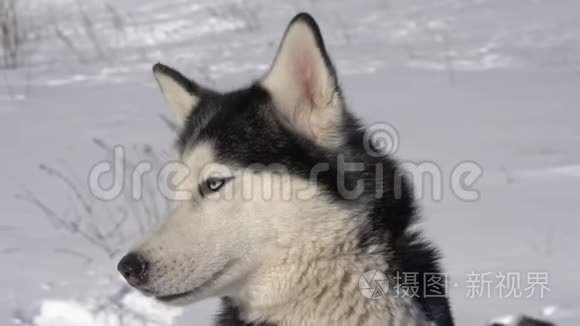 冬季体育比赛前哈士奇狗肖像视频