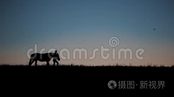 落日背景下与马同步的女子剪影视频