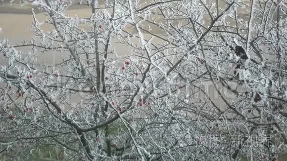 从窗户上看到霜树的荆棘。