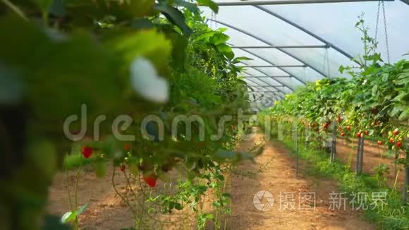 种植园里的草莓视频