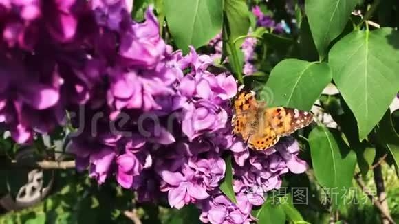 阳光明媚的一天，一只蝴蝶坐在丁香花上。