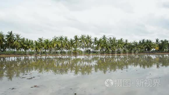 棕榈椰子树视频