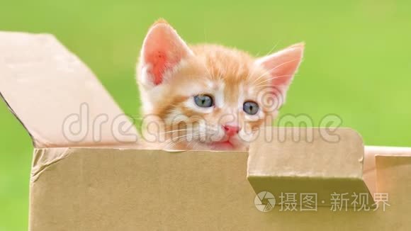 一只可爱的生姜小猫在盒子里看着哭，漂亮的蓝眼睛，可爱的宠物，4k镜头，慢动作