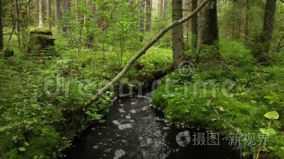 小溪里的黑水野生动物视频