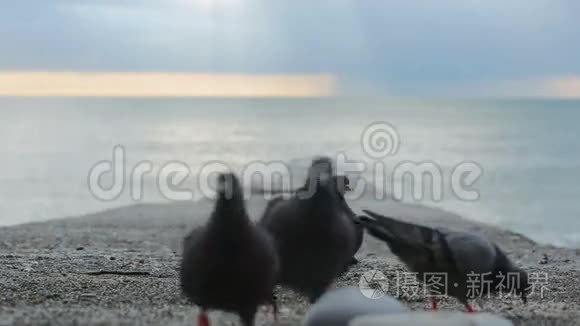 暴风雨期间码头上的鸽子。 海浪