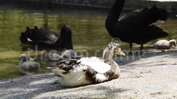 鸟类野生动物，安静的鸭子躺在水中，有黑天鹅和小鸡