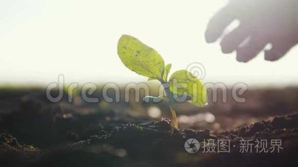 农业生态农业。 世界土壤一天的概念：男性生活方式农民手中的植物发芽绿叶种子树