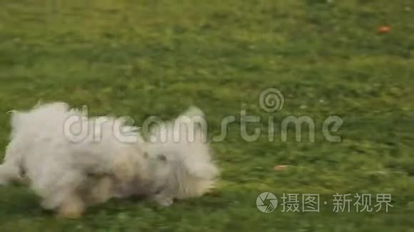 几只白在公园里开玩笑地打架，快乐的狗在外面玩耍