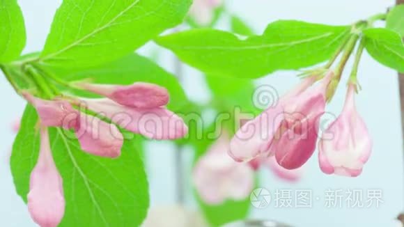 维格拉佛罗里达鲜花盛开