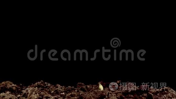 鹰嘴豆种子在黑色背景下萌发视频