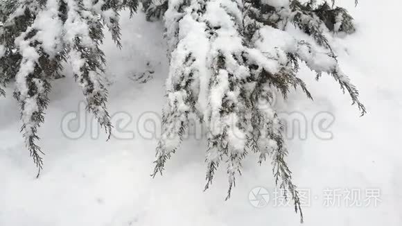 暴雪时被雪覆盖的柏树视频