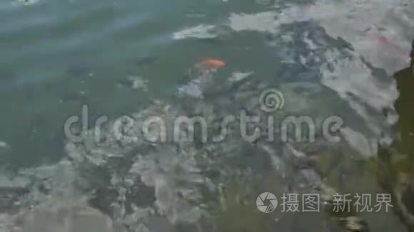 沙拉加牛油果和鲑鱼片视频