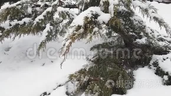 暴雪时被雪覆盖的柏树视频