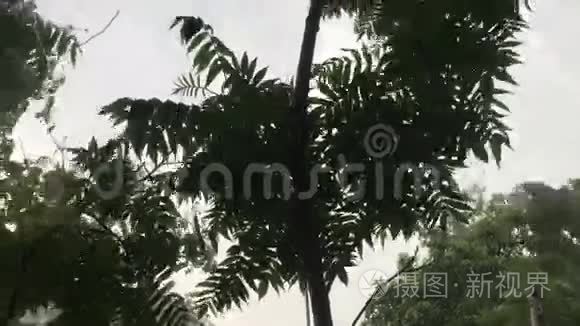 热带风搅动树叶视频