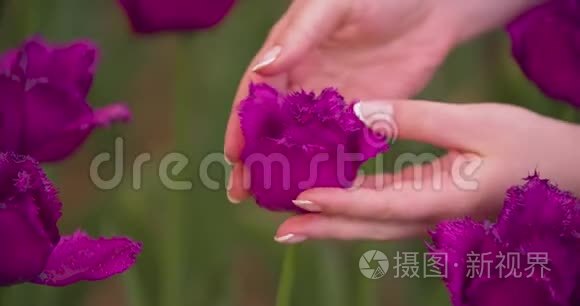 手在农场检查紫郁金香花瓣视频