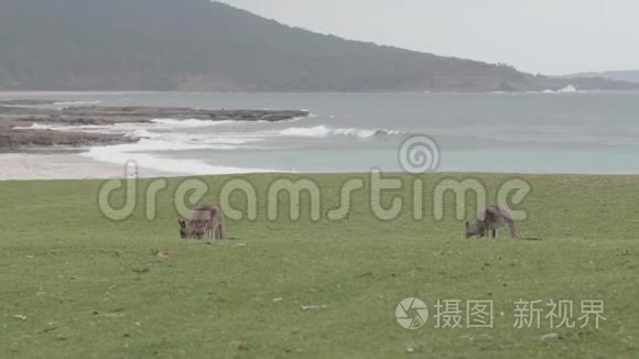 穆拉马朗国家公园里的野生袋鼠视频