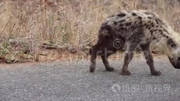 失去的鬣狗幼崽坐着休息视频