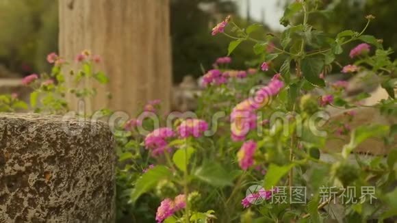 在废弃建筑废墟上生长的杂草和鲜花，腐朽的建筑