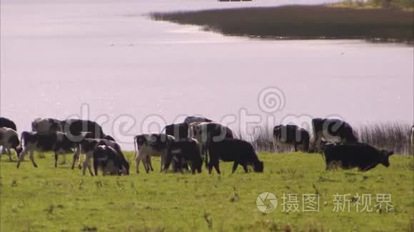 一群奶牛在河边放牧视频