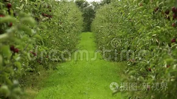 在苹果园的绿色过道上欣赏风景视频