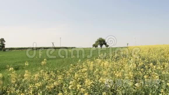 充满黄色油菜花的田野景观视频