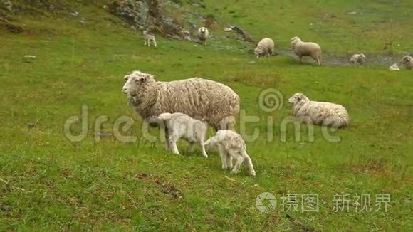 小羊羔。 草地上可爱的小羊羔。 阿尔泰草地。 一小群羔羊。 阿尔泰山中的草甸。