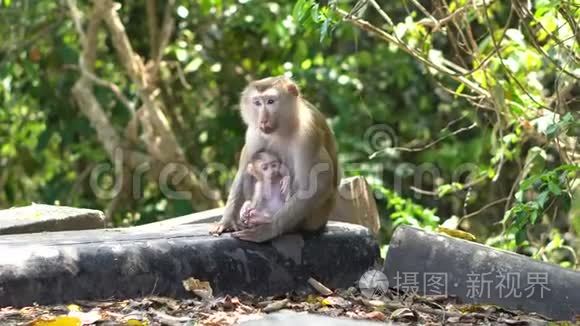 泰国山区国家公园的马卡猴与阿尔布戈和幼崽坐在路边