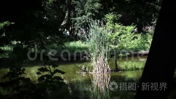 湖上的野鸭