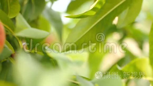 成熟的桃子在树上视频