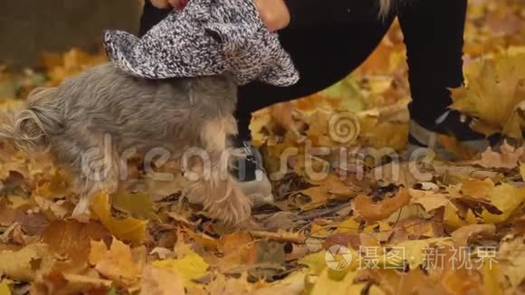 女孩把她的狗约克郡的猎犬饲养视频