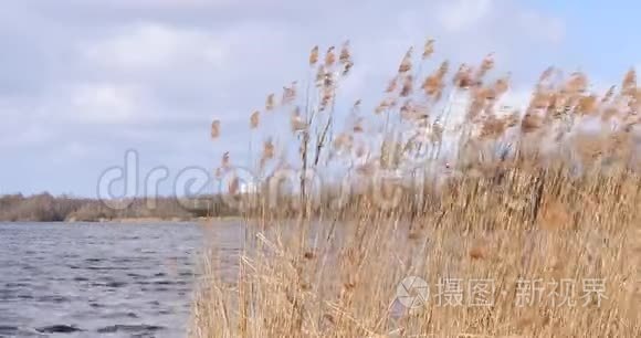 暴风雨移动的湖泊中的近景芦苇视频