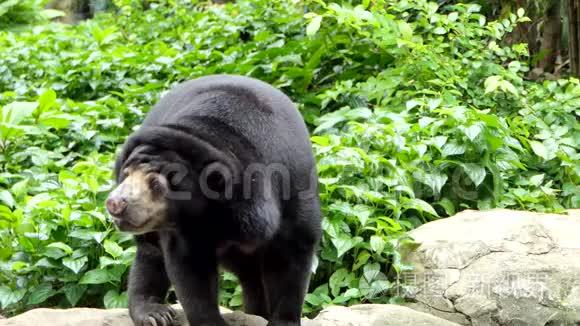 马来亚太阳熊在东南亚热带森林有栖息地。