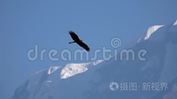 大鹰鸟飞过喜马拉雅山山脉视频