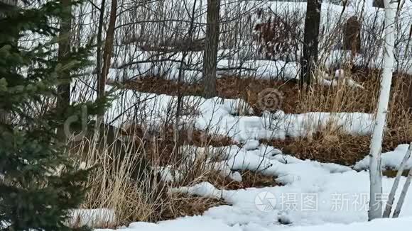 白尾鹿，维珍美洲鳕，食枝